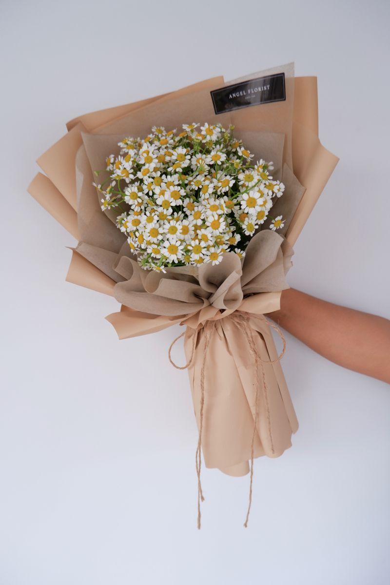 chamomile