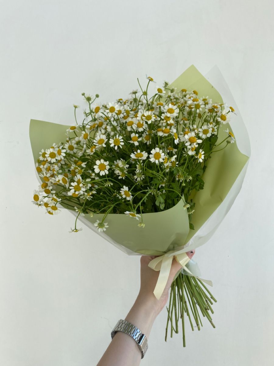 chamomile