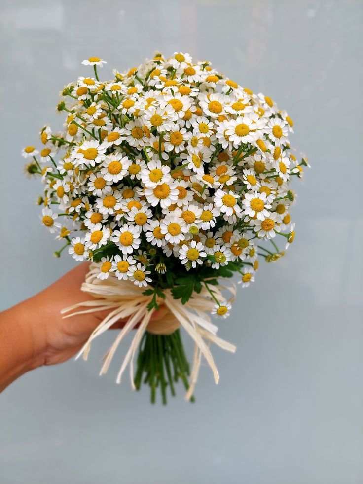 chamomile