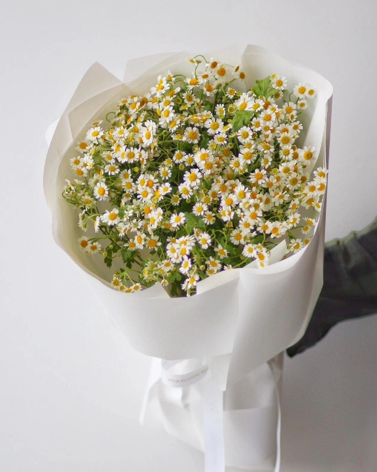 chamomile