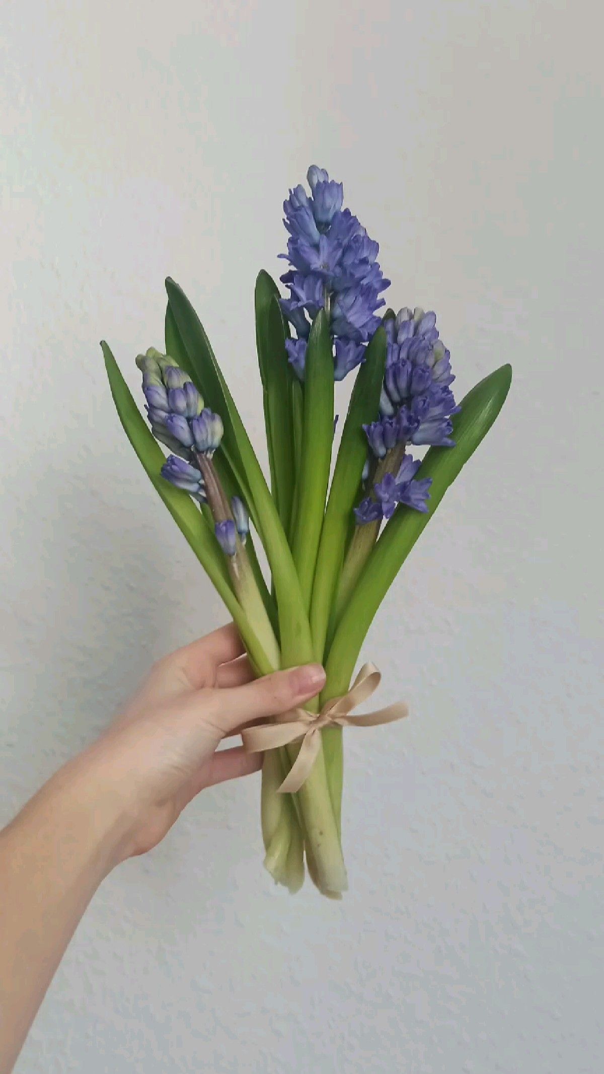 hyacinth