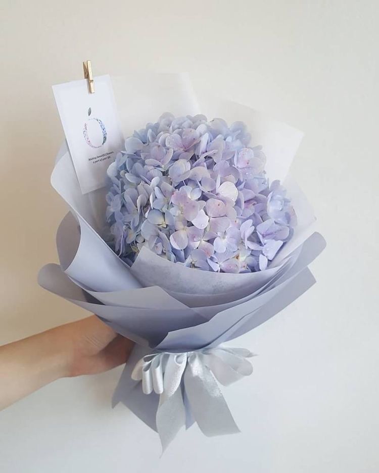 hydrangea