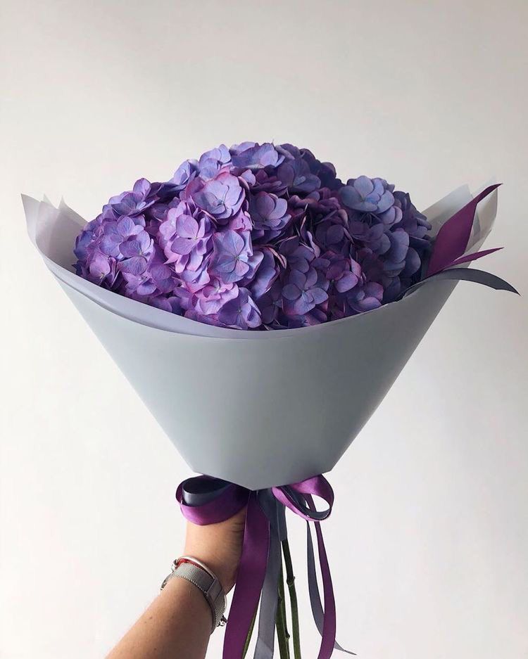 hydrangea