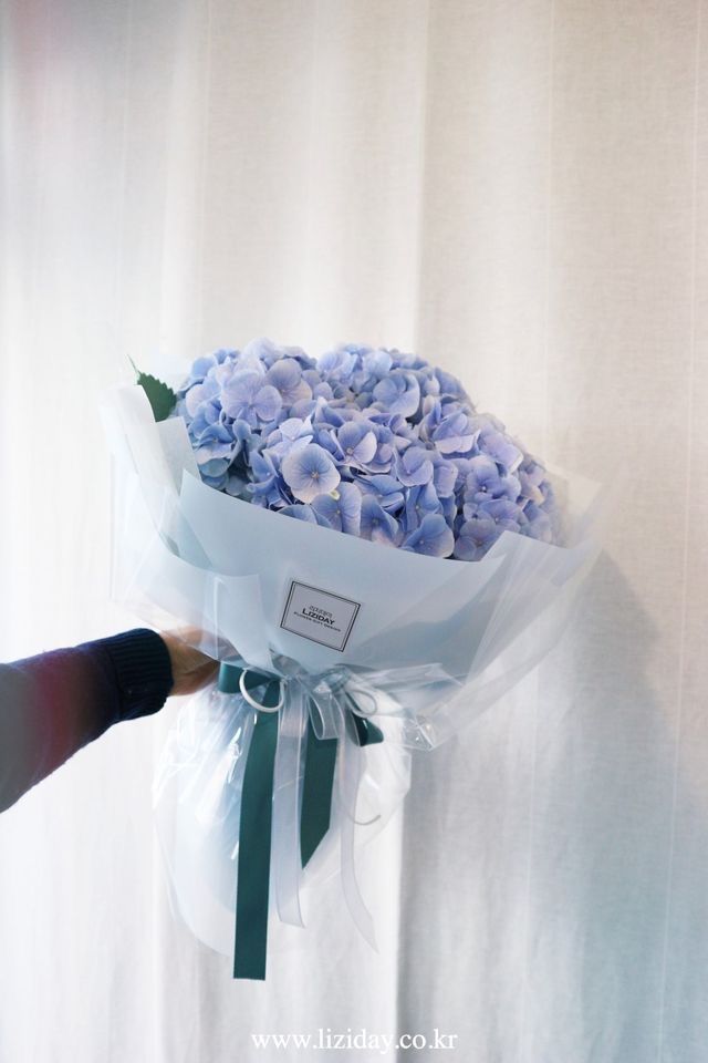 hydrangea