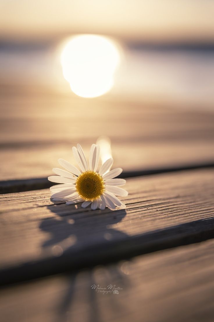 chamomile