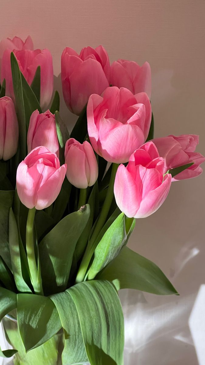 tulip