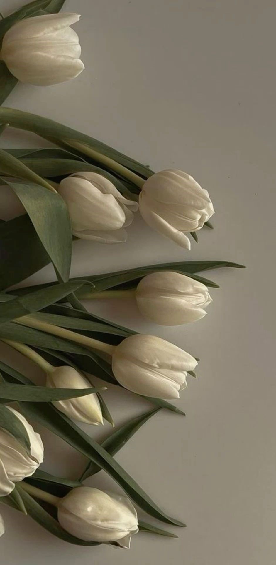 tulip
